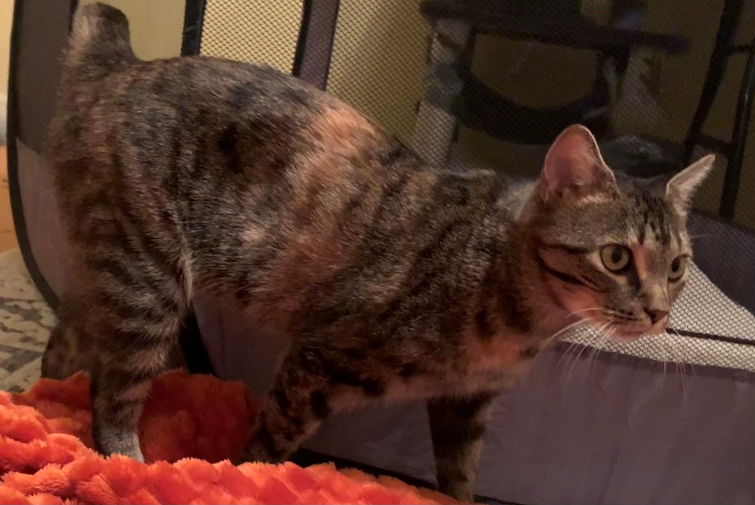 Motley, a Adoptable mixed breed in Morganton, NC image 3/5