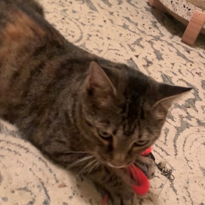 Motley, a Adoptable mixed breed in Morganton, NC image 4/5