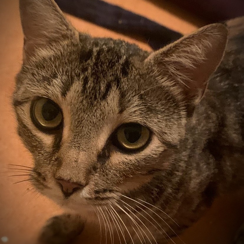 Motley, a Adoptable mixed breed in Morganton, NC image 5/5