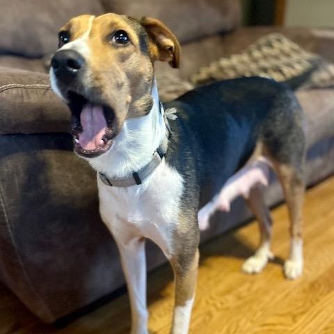 Elise FC TM, a Adoptable mixed breed in Union, MO image 1/6