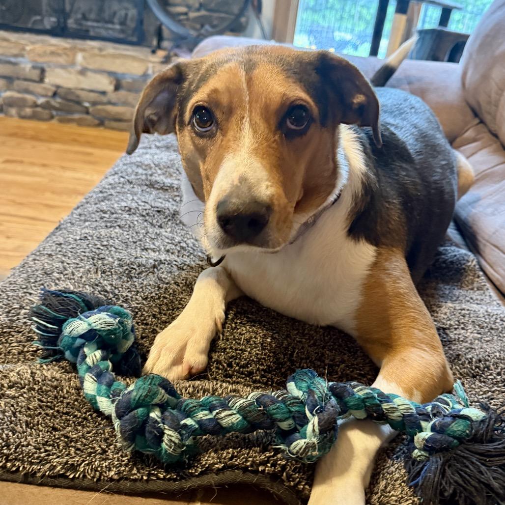 Elise FC TM, a Adoptable mixed breed in Union, MO image 2/6