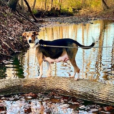 Elise FC TM, a Adoptable mixed breed in Union, MO image 3/6
