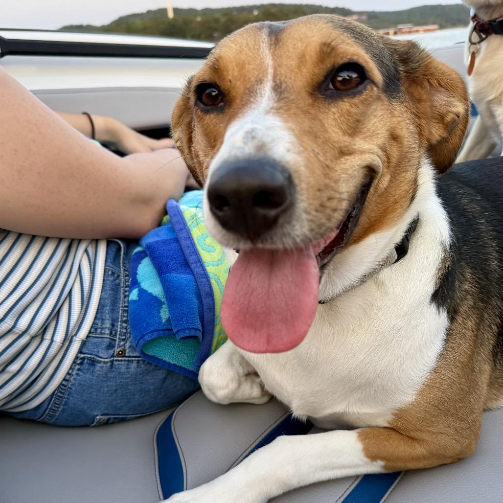 Elise FC TM, a Adoptable mixed breed in Union, MO image 4/6