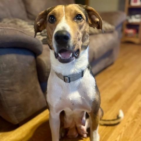 Elise FC TM, a Adoptable mixed breed in Union, MO image 5/6