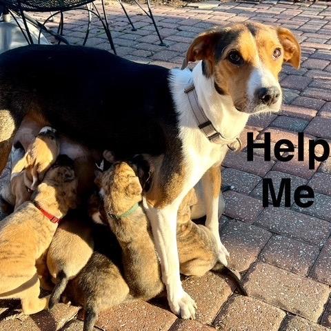 Elise FC TM, a Adoptable mixed breed in Union, MO image 6/6