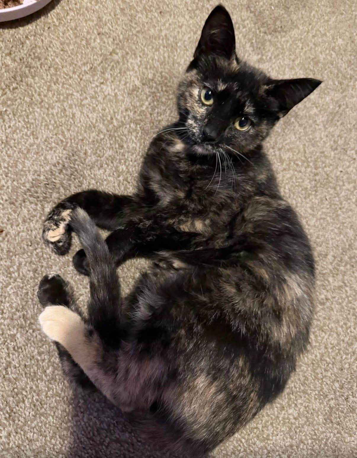 Enlarge Lassie, a ADOPTABLE Domestic Short Hair in Hamburg, NY image 1/1