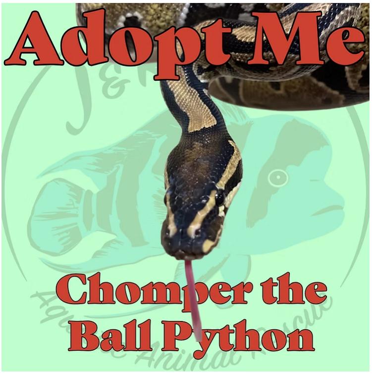 Chomper the Ball Python, Adoptable, Adult Unknown Ball Python.