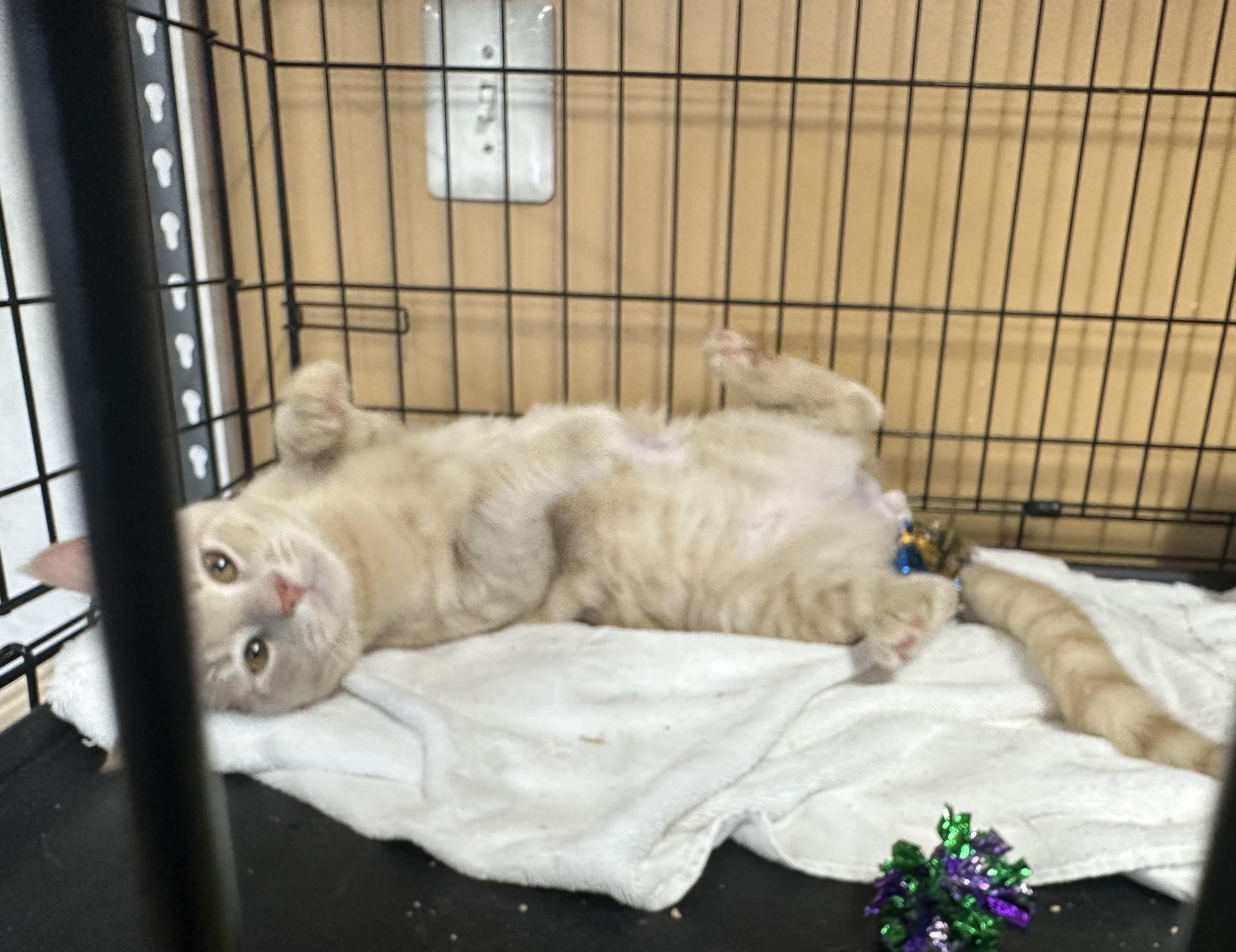 Apollo, an adopted Domestic Short Hair in Pleasantville, NJ image 2/5