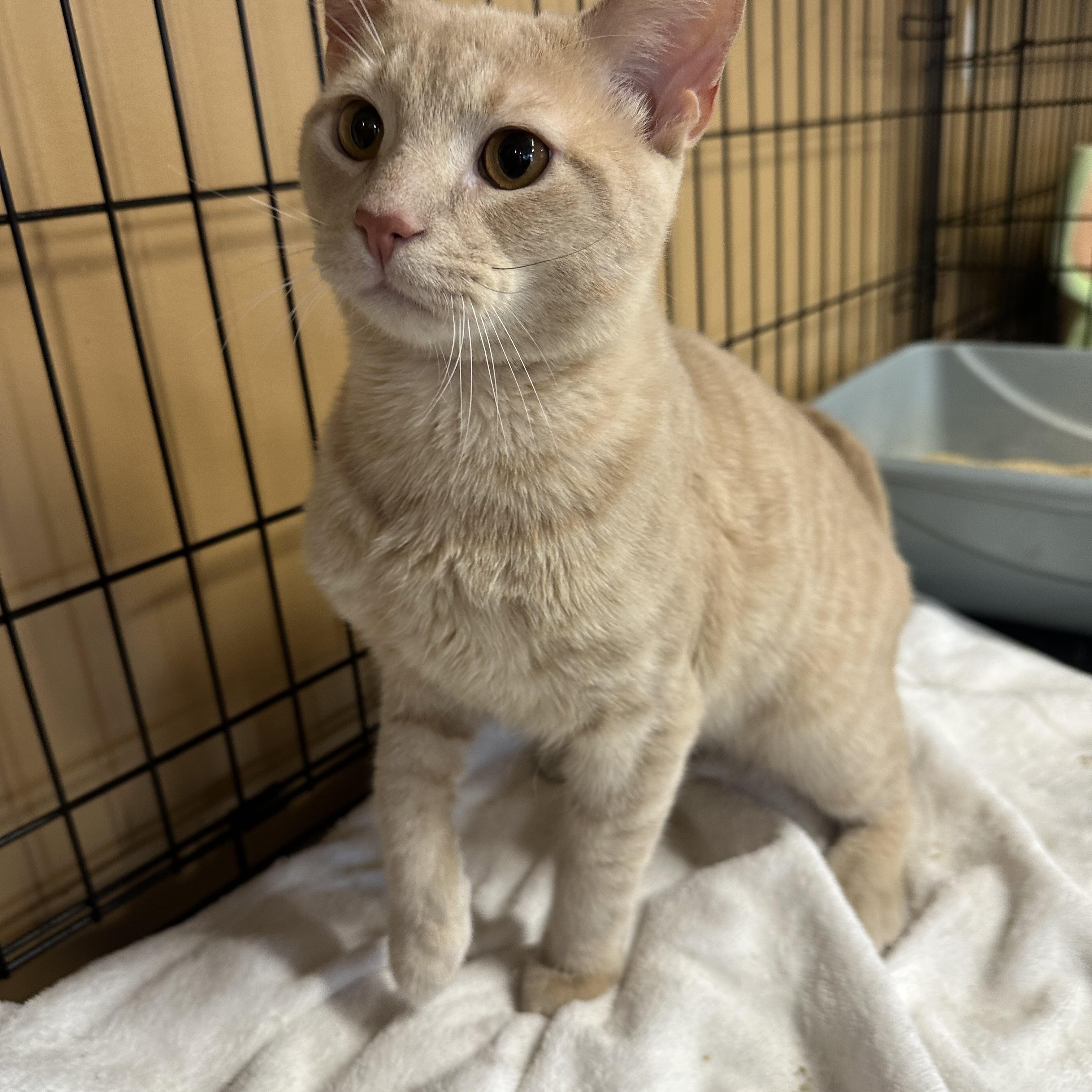 Apollo, adopted, Kitten Male Domestic Short Hair.