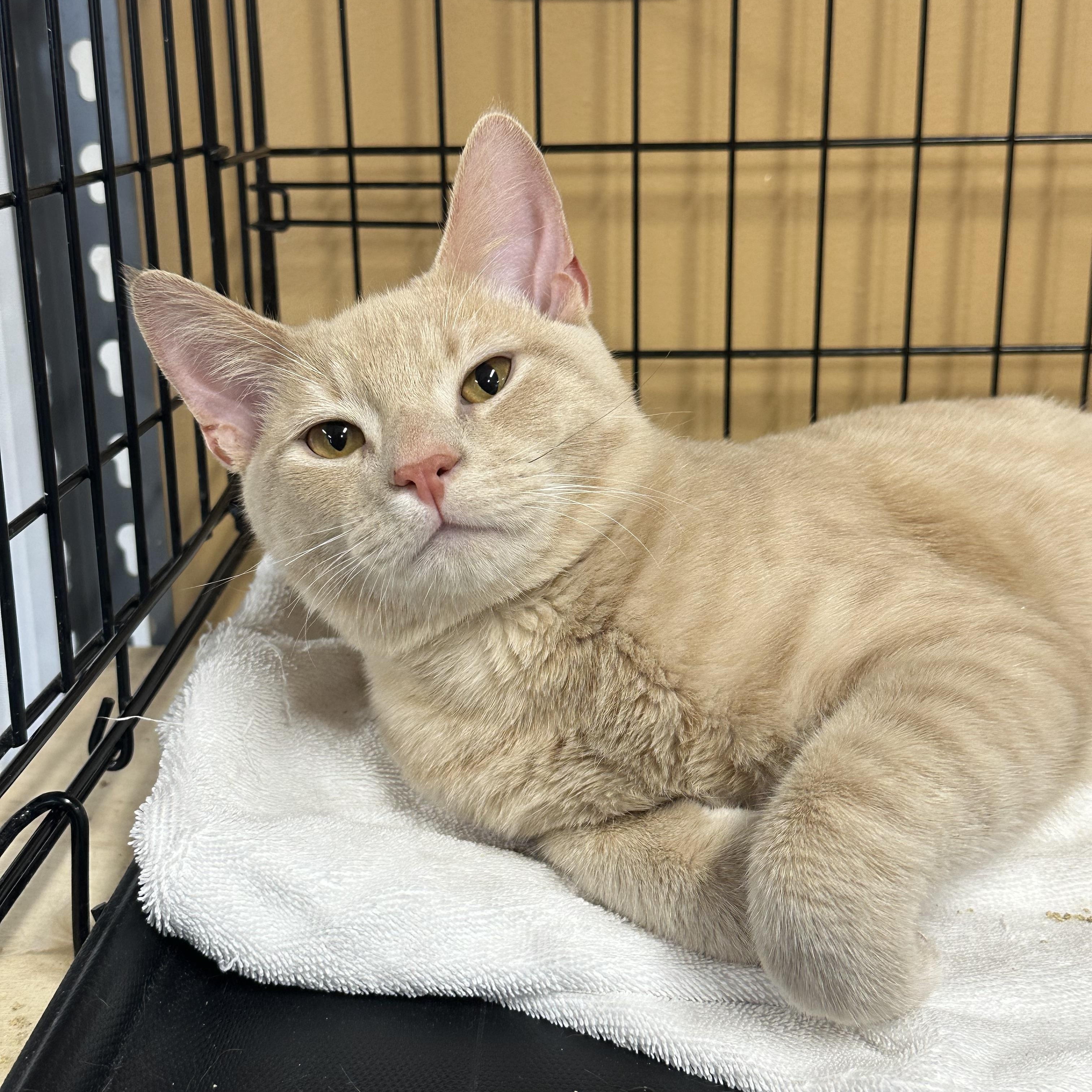 Apollo, an adopted Domestic Short Hair in Pleasantville, NJ image 3/5