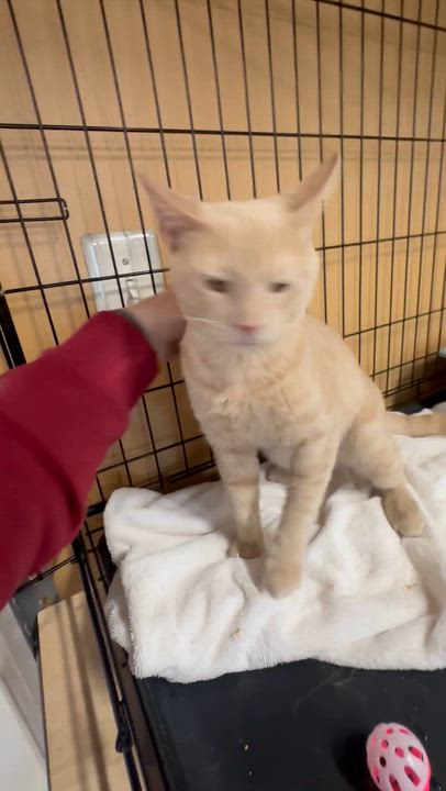 Enlarge Apollo, an adopted Domestic Short Hair in Pleasantville, NJ video 4/5