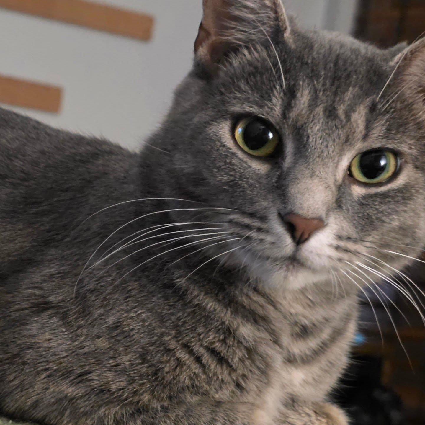 Sketch, a ADOPTABLE Domestic Short Hair in Indianapolis, IN image 2/4