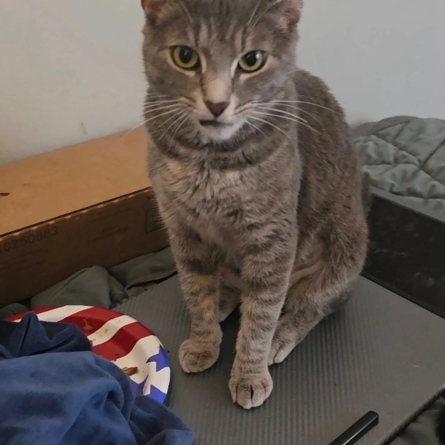 Sketch, a ADOPTABLE Domestic Short Hair in Indianapolis, IN image 3/4