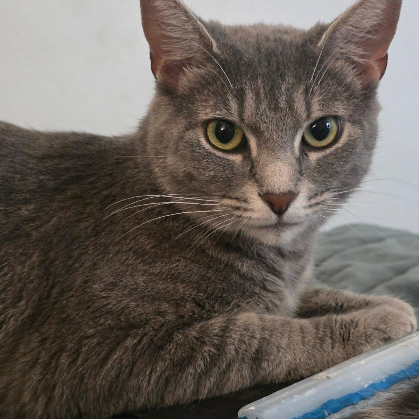 Sketch, ADOPTABLE, Adult Female Domestic Short Hair.