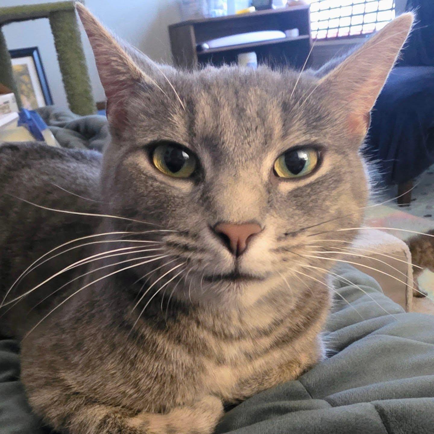 Sketch, a ADOPTABLE Domestic Short Hair in Indianapolis, IN image 4/4