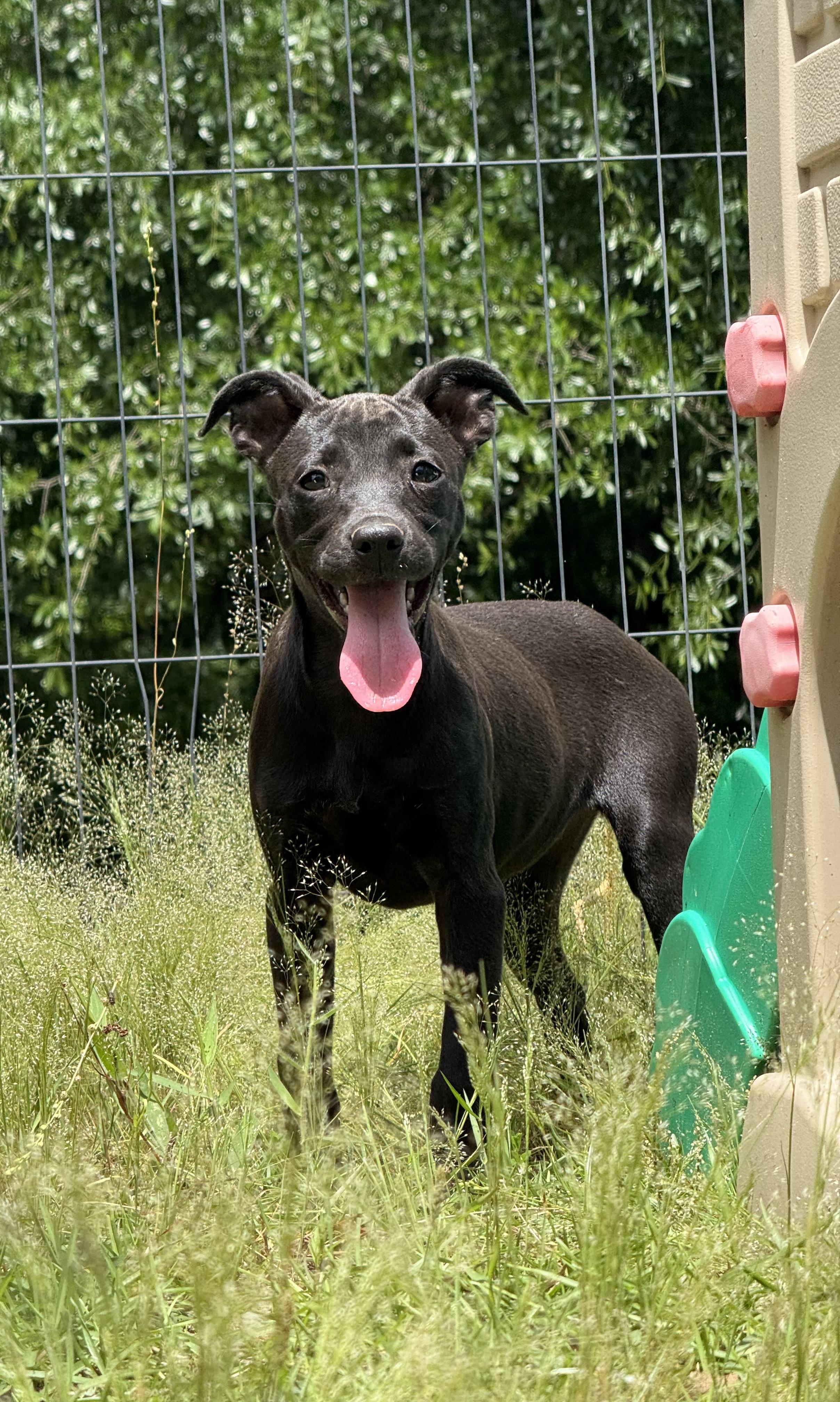 Enlarge ESPRESSO, a Adoptable mixed breed in Fosters, AL image 3/6