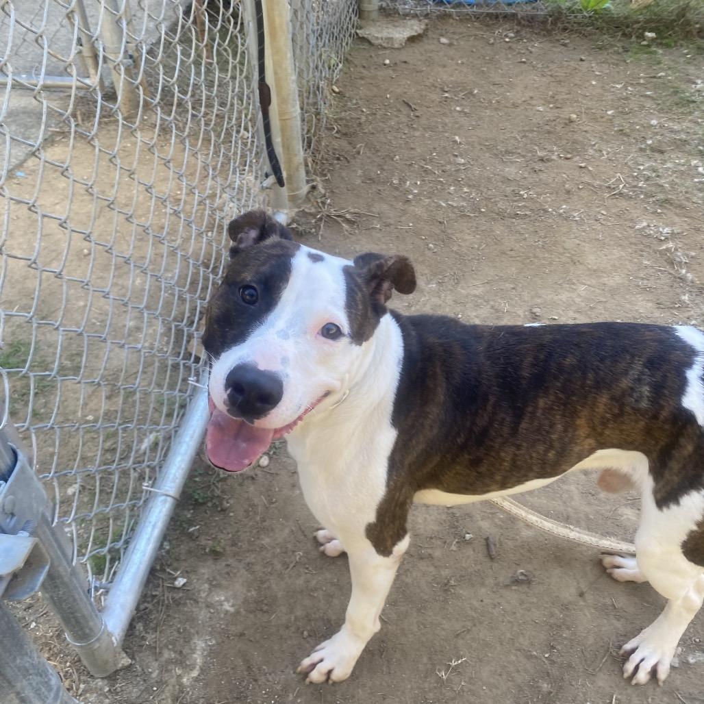 Enlarge Wally 5722, a Adoptable Mixed Breed in Columbus, GA image 1/6
