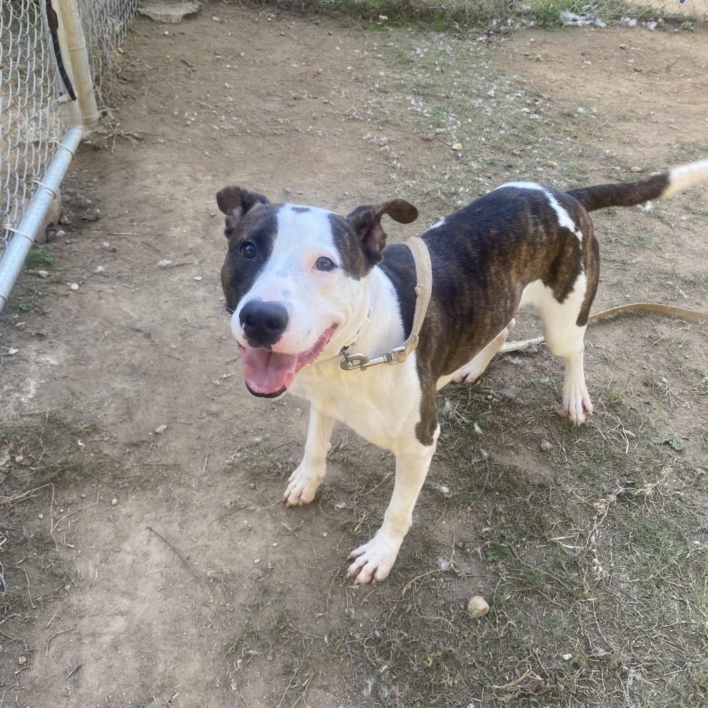 Enlarge Wally 5722, a Adoptable Mixed Breed in Columbus, GA image 2/6