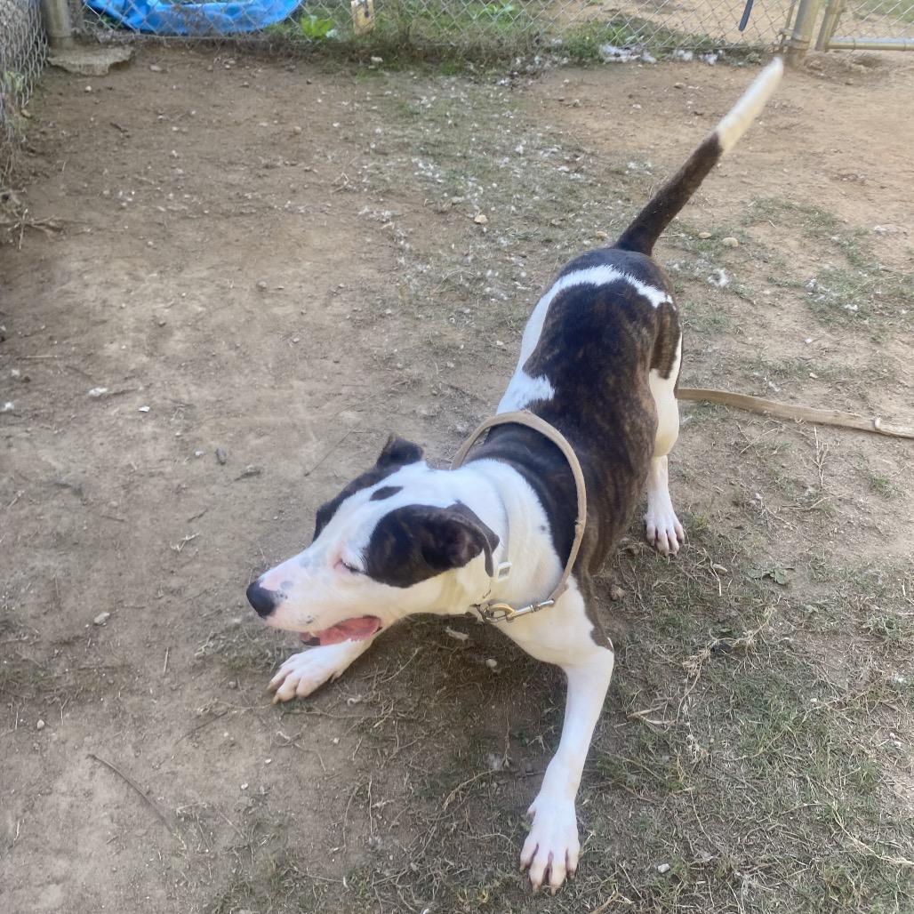 Enlarge Wally 5722, a Adoptable Mixed Breed in Columbus, GA image 3/6