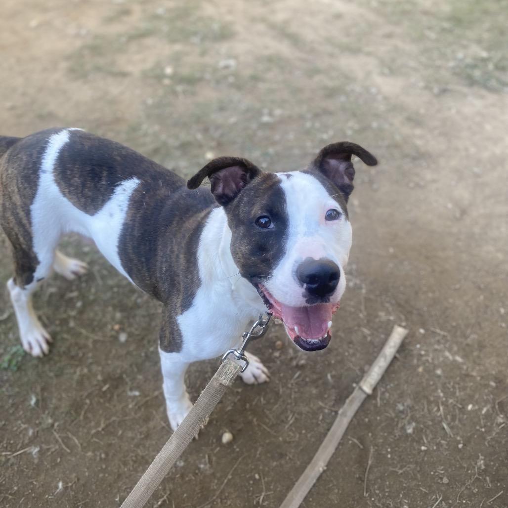 Enlarge Wally 5722, a Adoptable Mixed Breed in Columbus, GA image 4/6