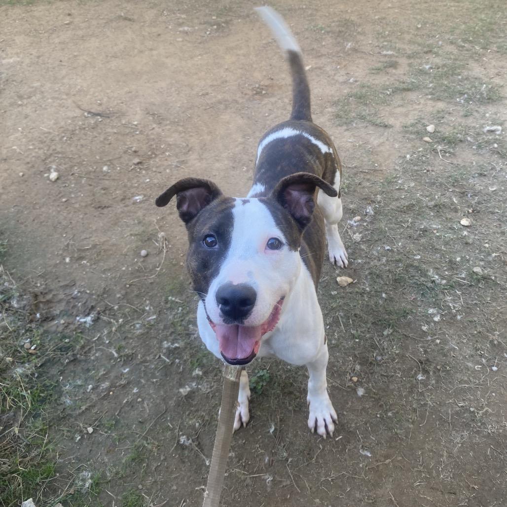 Enlarge Wally 5722, a Adoptable Mixed Breed in Columbus, GA image 5/6