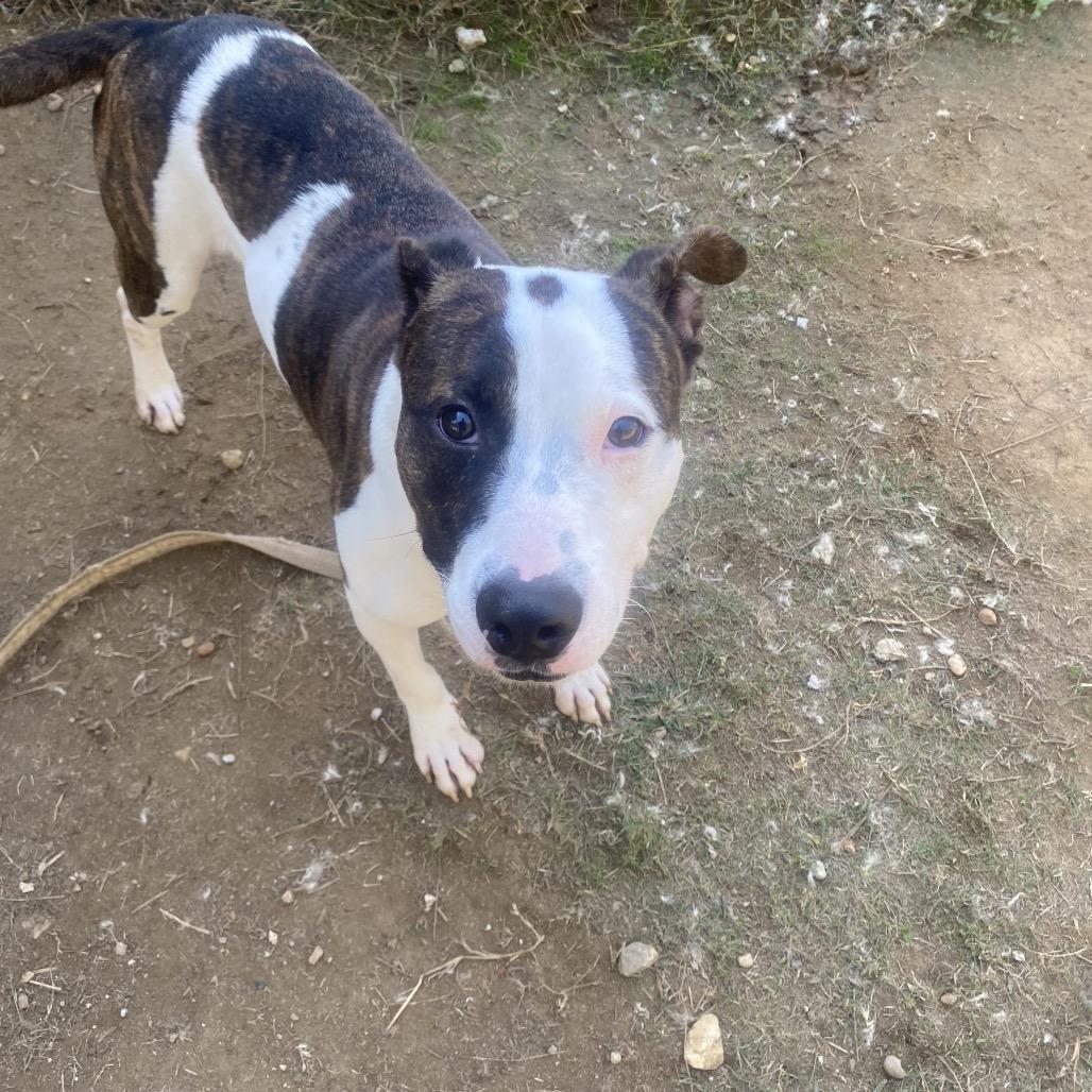 Enlarge Wally 5722, a Adoptable Mixed Breed in Columbus, GA image 6/6