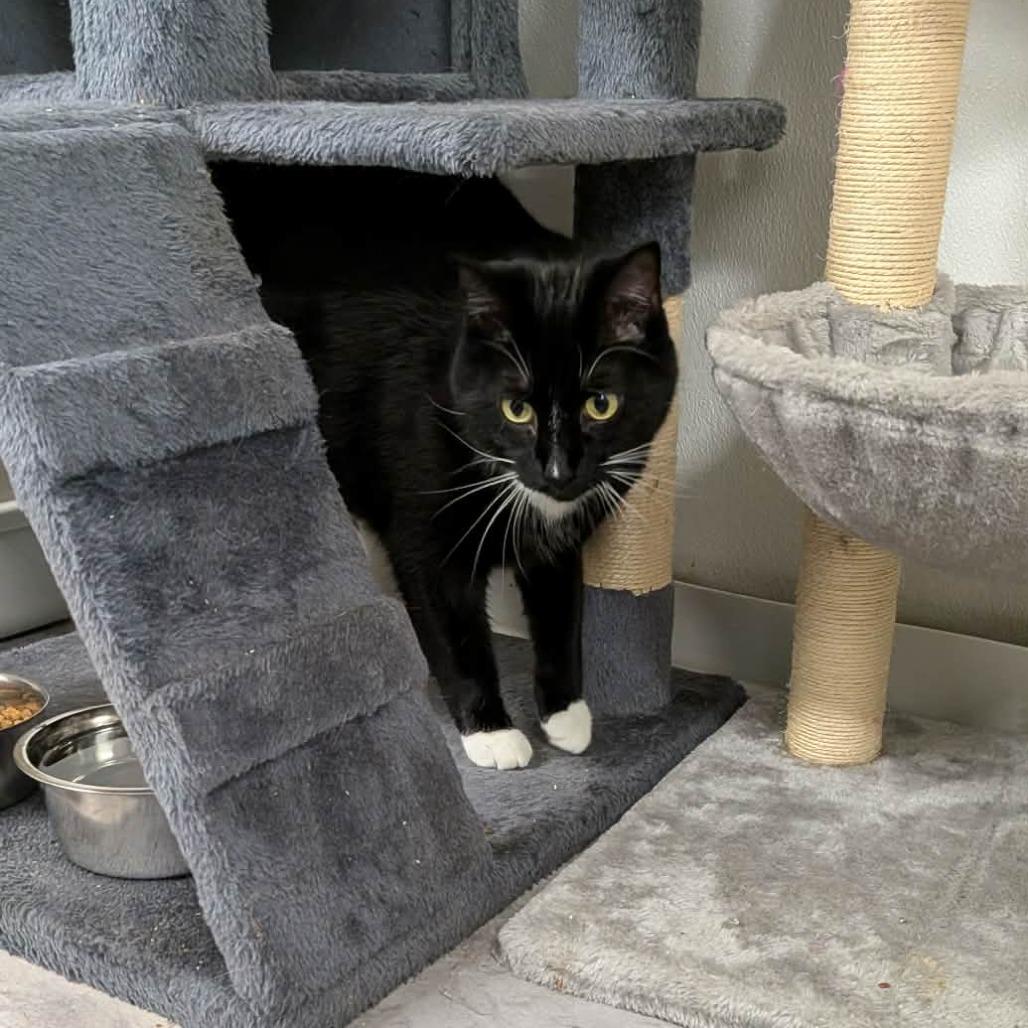 Enlarge Myles, a Adoptable Domestic Short Hair in Greenville, PA image 1/5