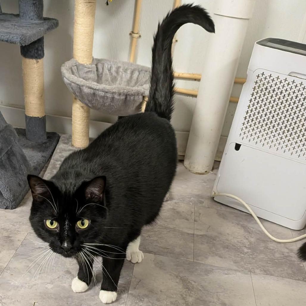 Enlarge Myles, a Adoptable Domestic Short Hair in Greenville, PA image 2/5