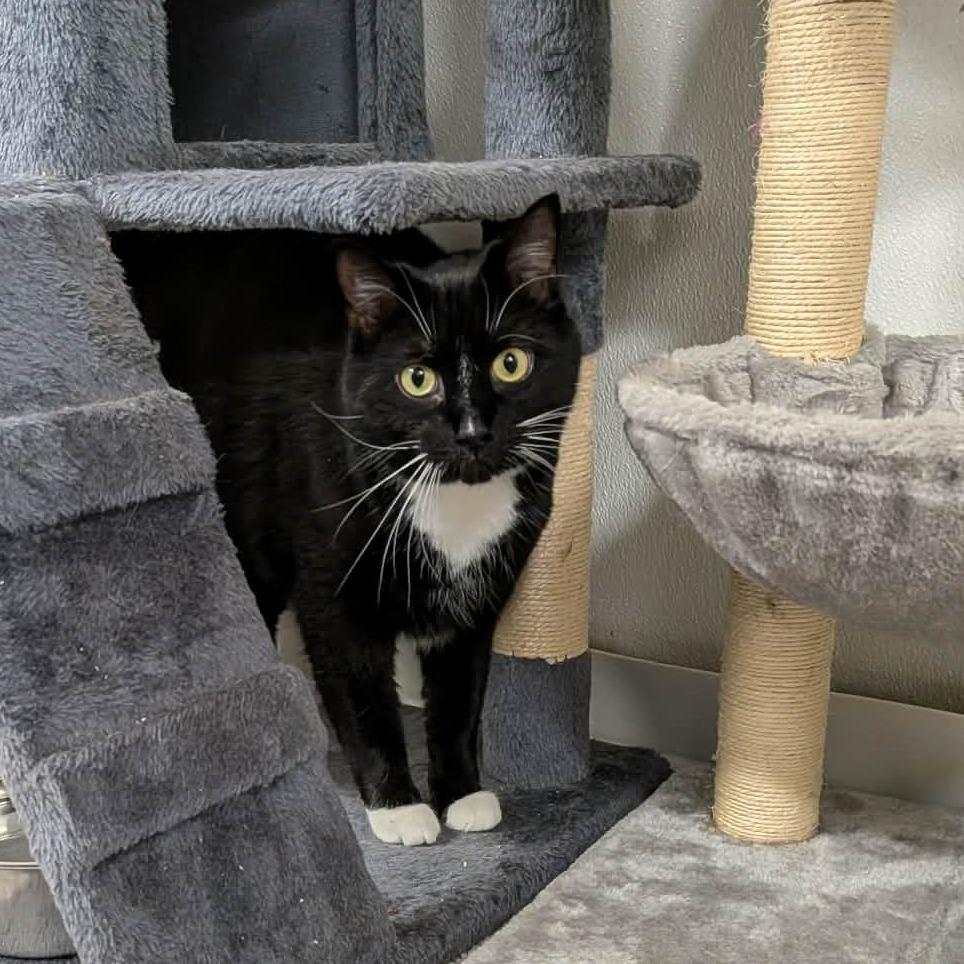 Enlarge Myles, a Adoptable Domestic Short Hair in Greenville, PA image 3/5