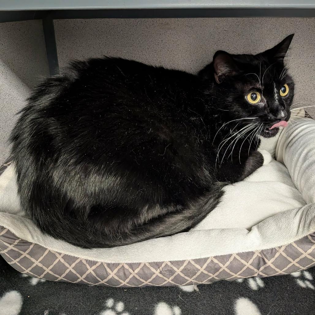 Enlarge Myles, a Adoptable Domestic Short Hair in Greenville, PA image 1/1