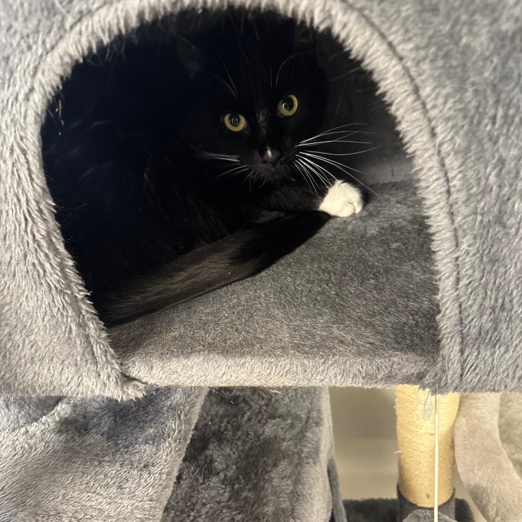 Enlarge Myles, a Adoptable Domestic Short Hair in Greenville, PA image 5/5