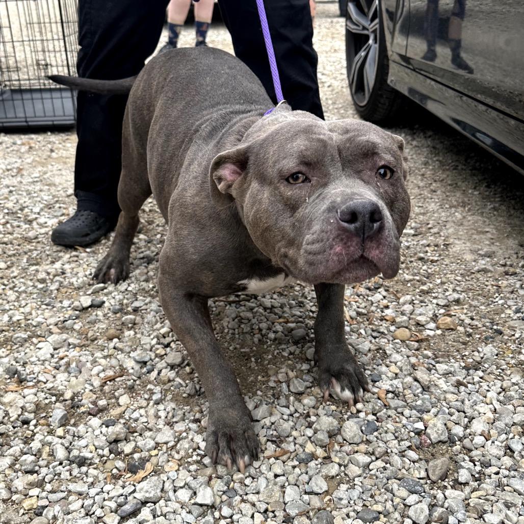 Penelope, Adoptable, Adult Female Pit Bull Terrier.