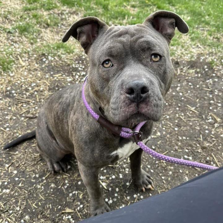 Enlarge Penelope, a Adoptable Pit Bull Terrier in Northbrook, IL image 2/6