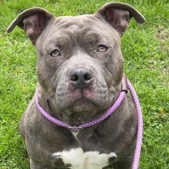 Enlarge Penelope, a Adoptable Pit Bull Terrier in Northbrook, IL image 3/6
