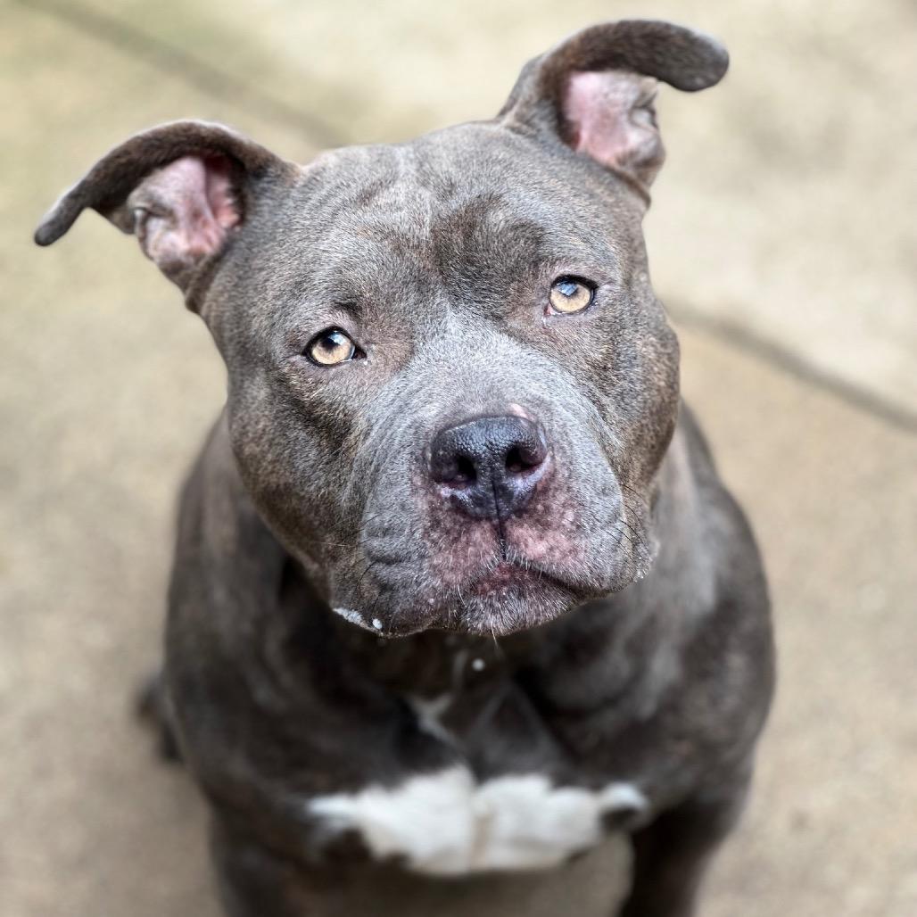 Enlarge Penelope, a Adoptable Pit Bull Terrier in Northbrook, IL image 4/6