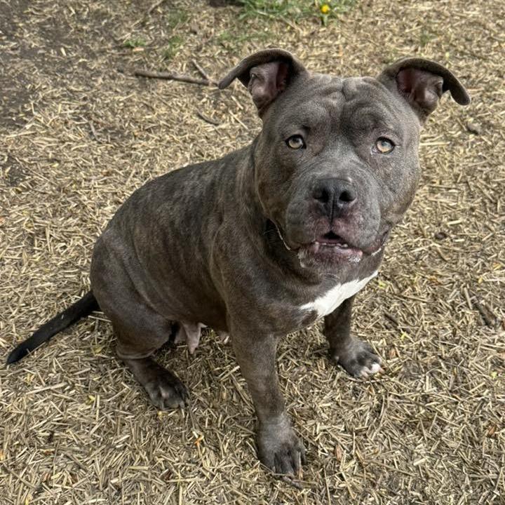 Enlarge Penelope, a Adoptable Pit Bull Terrier in Northbrook, IL image 5/6