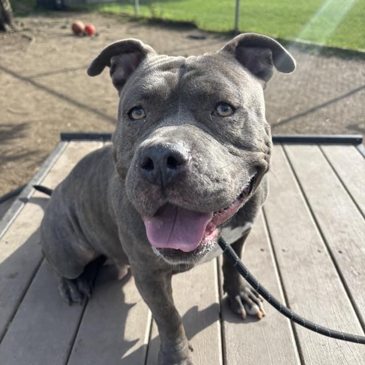 Enlarge Penelope, a Adoptable Pit Bull Terrier in Northbrook, IL image 6/6