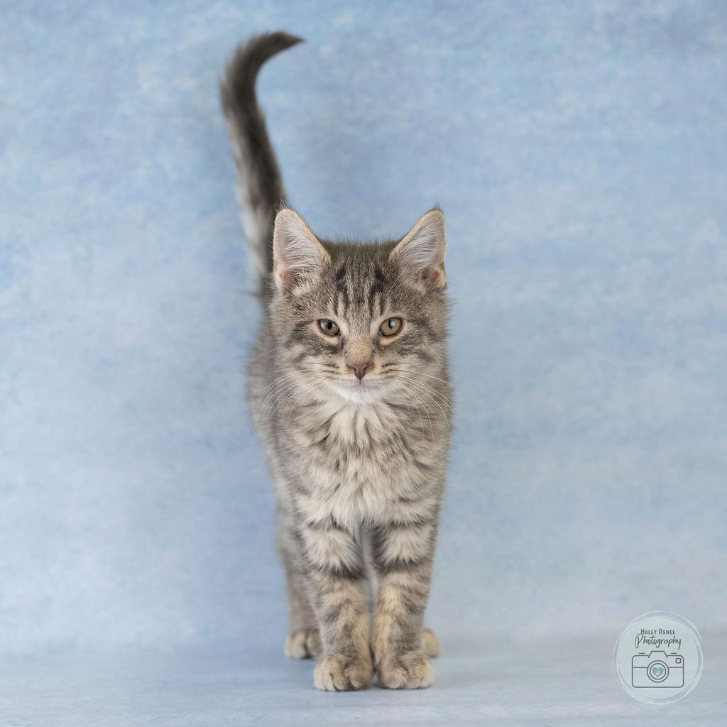 Enlarge Happy, a Adoptable Domestic Short Hair in Blairsville, PA image 2/2