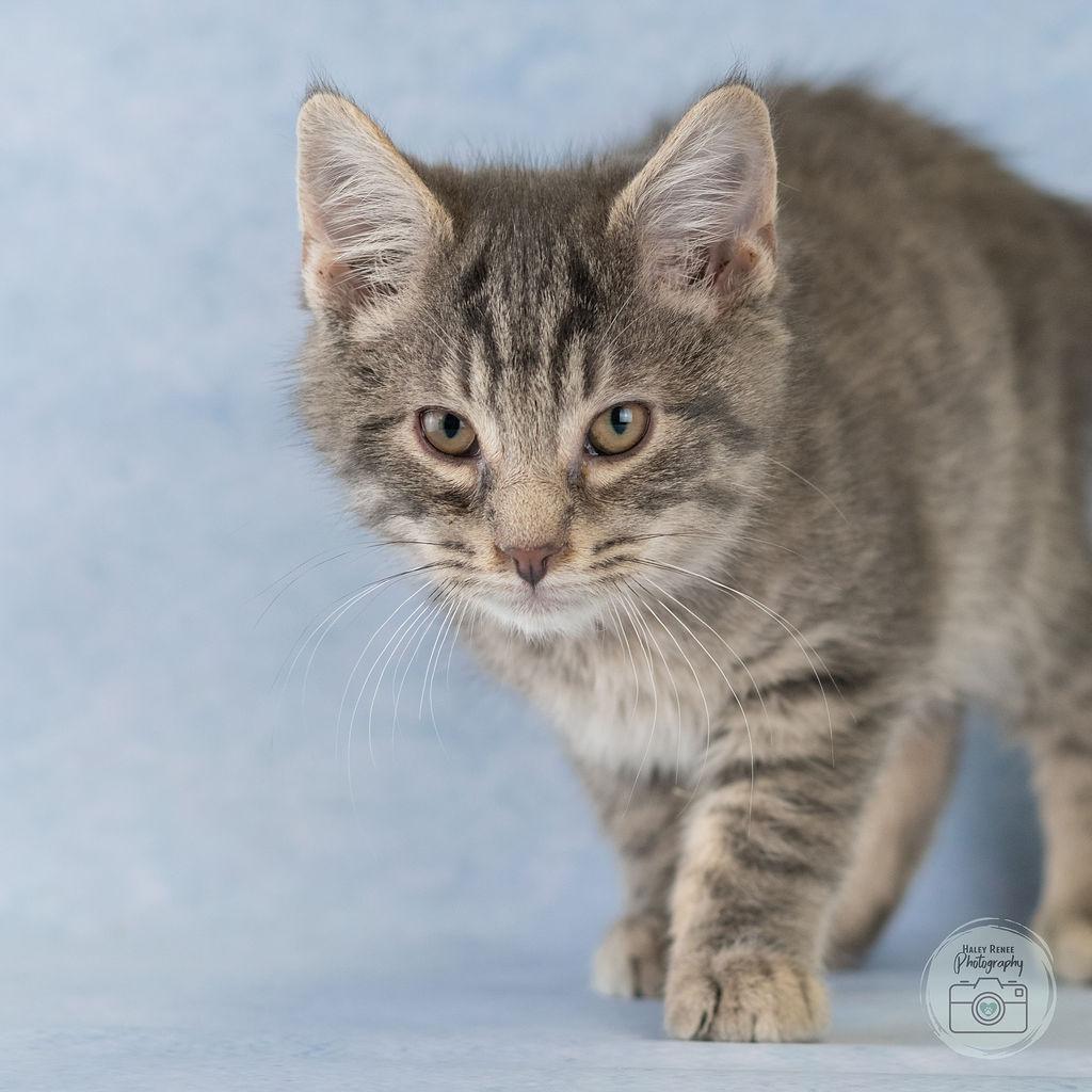 Happy, Adoptable, Kitten Male Domestic Short Hair.