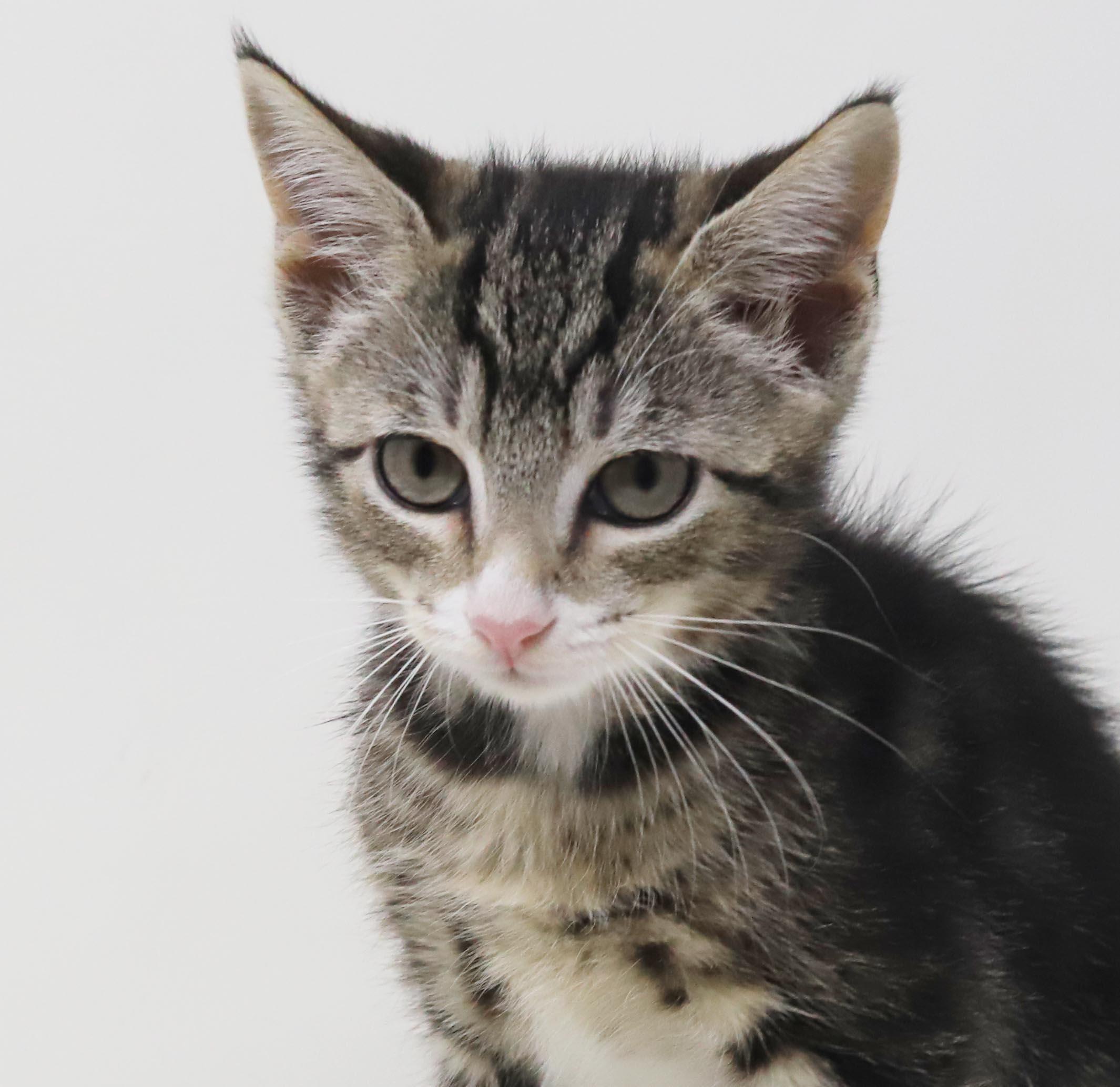 Enlarge China is a smushy cuddly cutie - loves her sis Sterling, a Adoptable mixed breed in Bedford Hills, NY image 5/6