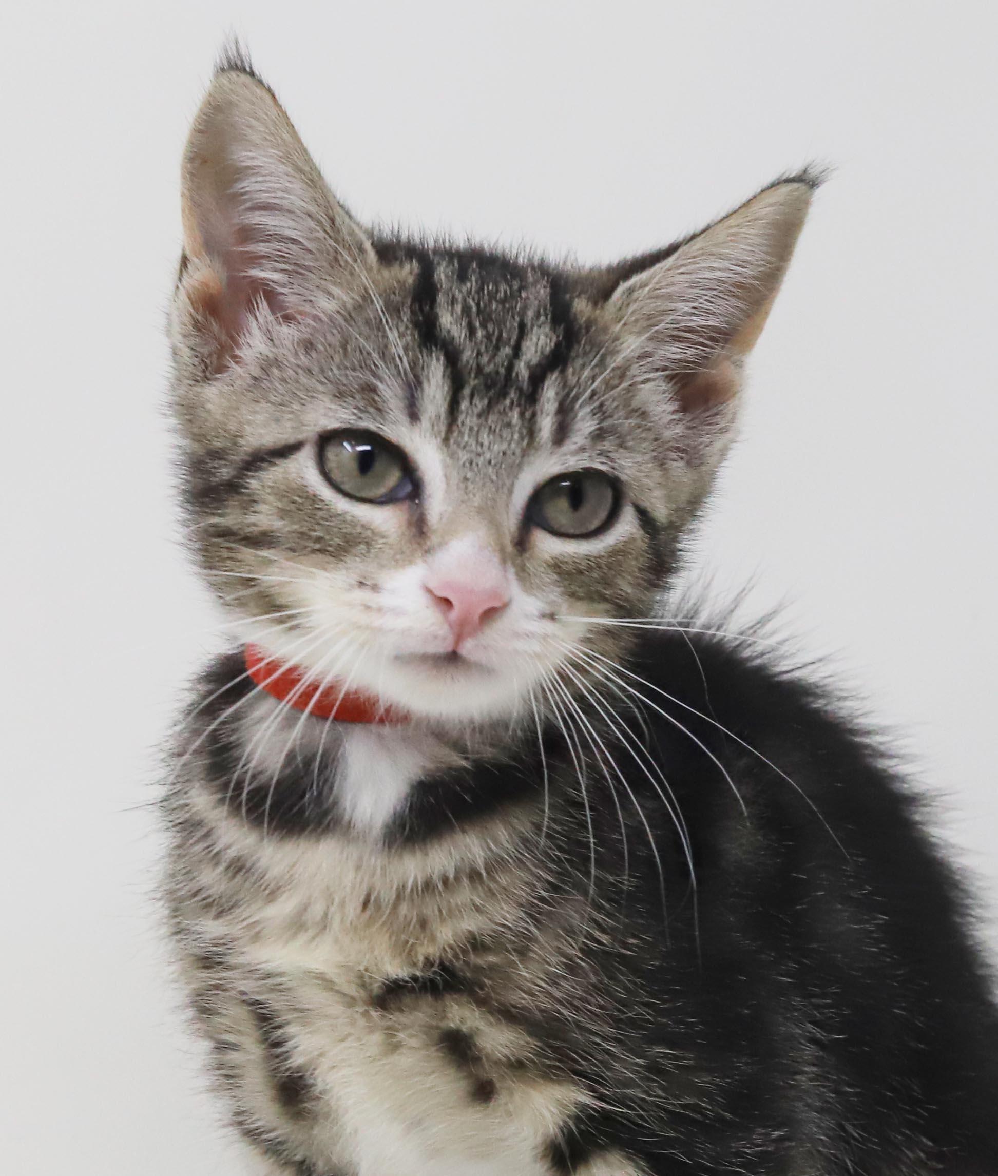 Enlarge China is a smushy cuddly cutie - loves her sis Sterling, a Adoptable mixed breed in Bedford Hills, NY image 4/6