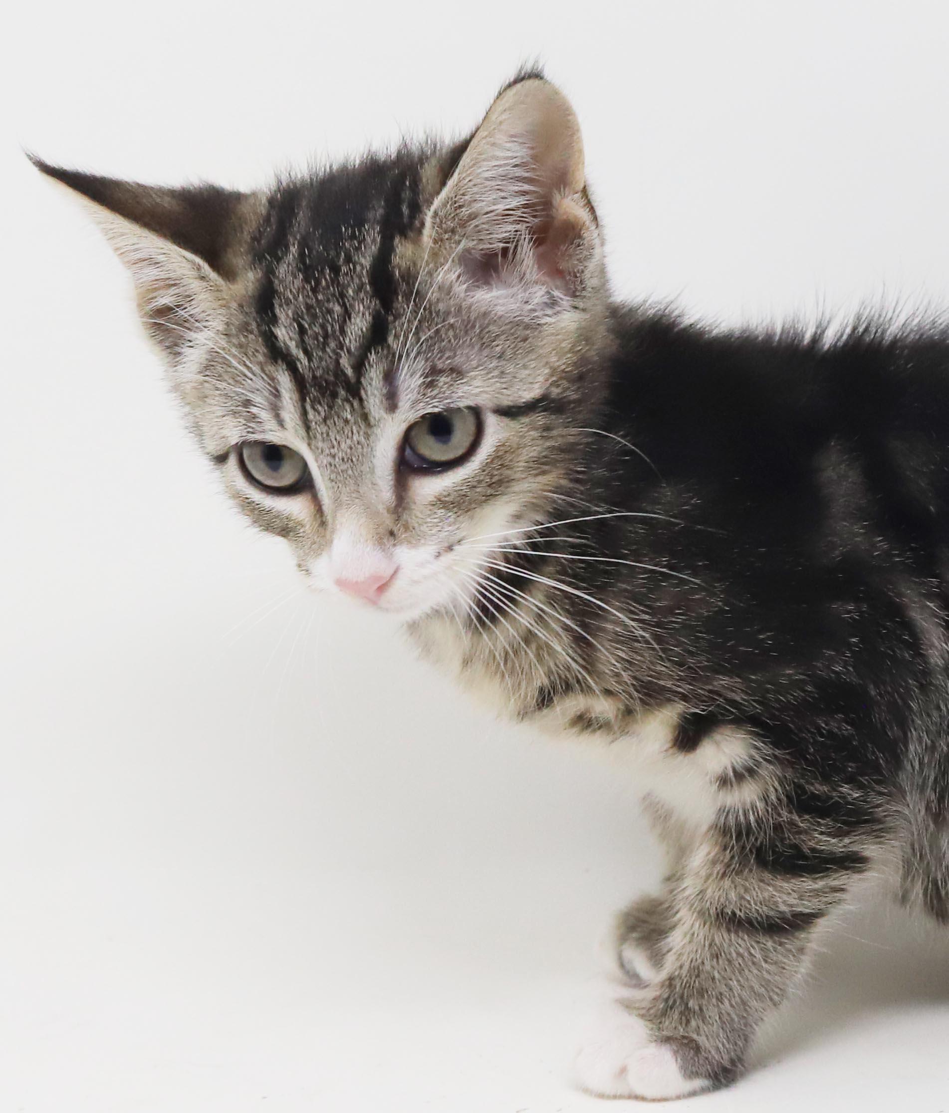 Enlarge China is a smushy cuddly cutie - loves her sis Sterling, a Adoptable mixed breed in Bedford Hills, NY image 3/6