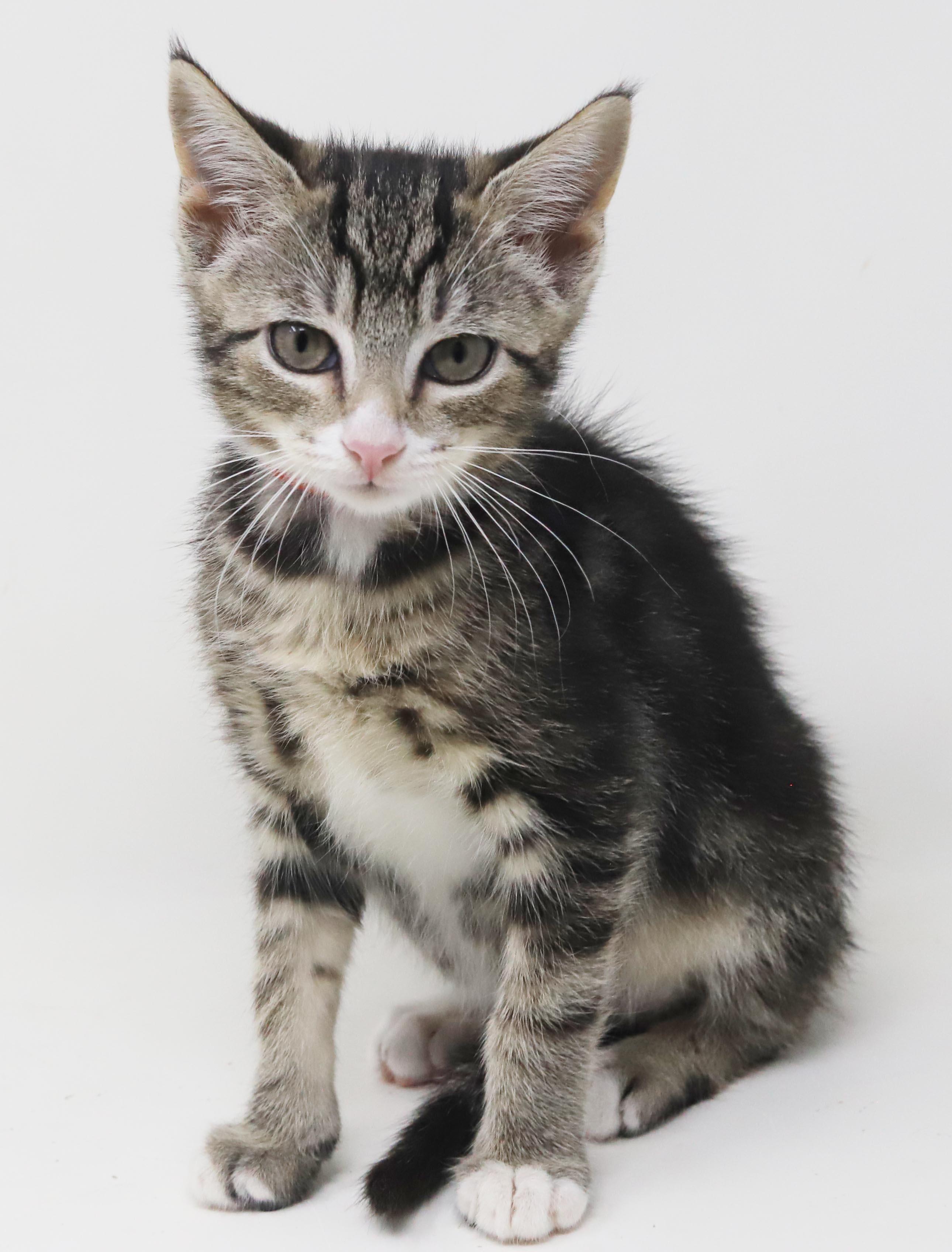 Enlarge China is a smushy cuddly cutie - loves her sis Sterling, a Adoptable mixed breed in Bedford Hills, NY image 2/6