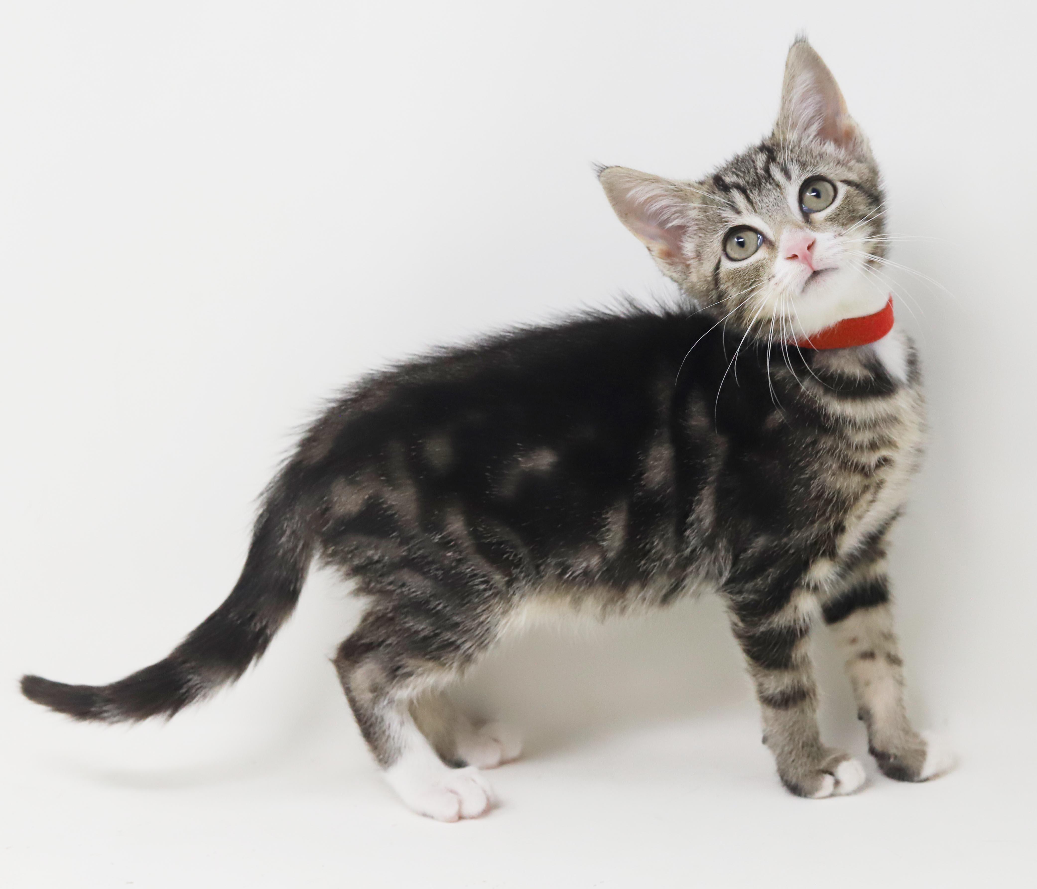 Enlarge China is a smushy cuddly cutie - loves her sis Sterling, a Adoptable mixed breed in Bedford Hills, NY image 6/6