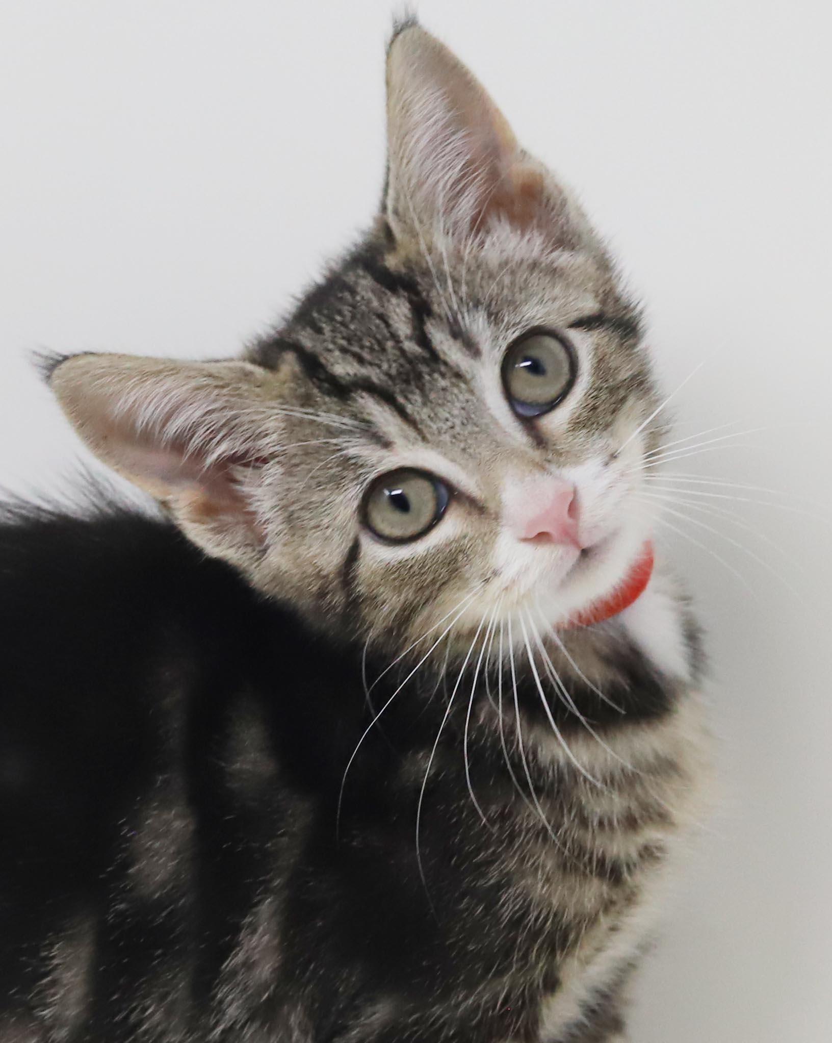 China is a smushy cuddly cutie - loves her sis Sterling, Adoptable, Kitten Female Tabby & Bengal.