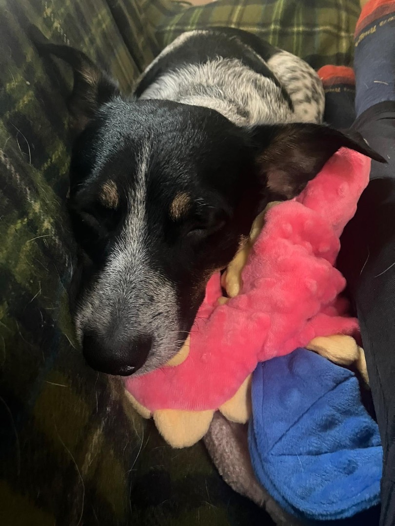 Zeus, Adopted, Young Male Cattle Dog.