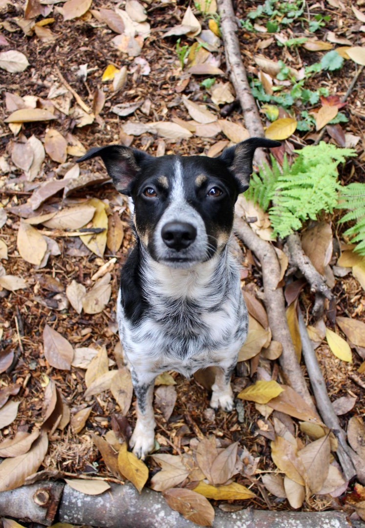 Enlarge Zeus, a Adopted mixed breed in West Linn, OR image 2/6