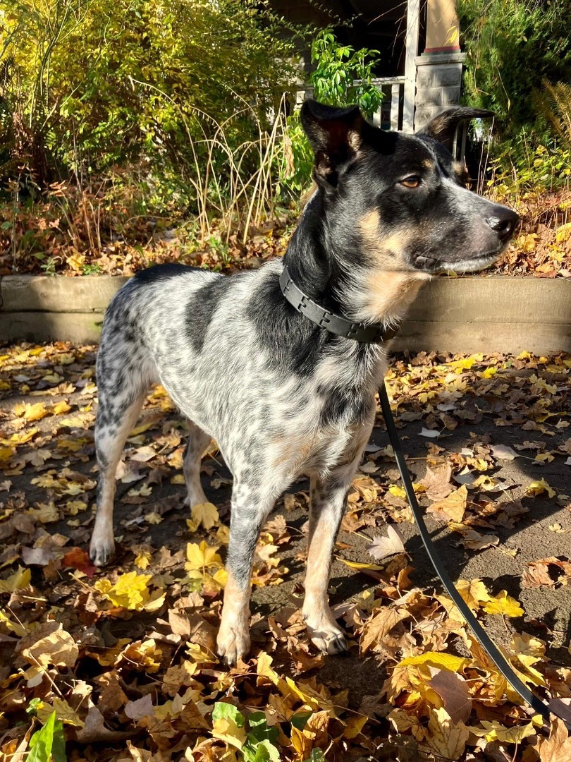 Enlarge Zeus, a Adopted mixed breed in West Linn, OR image 3/6