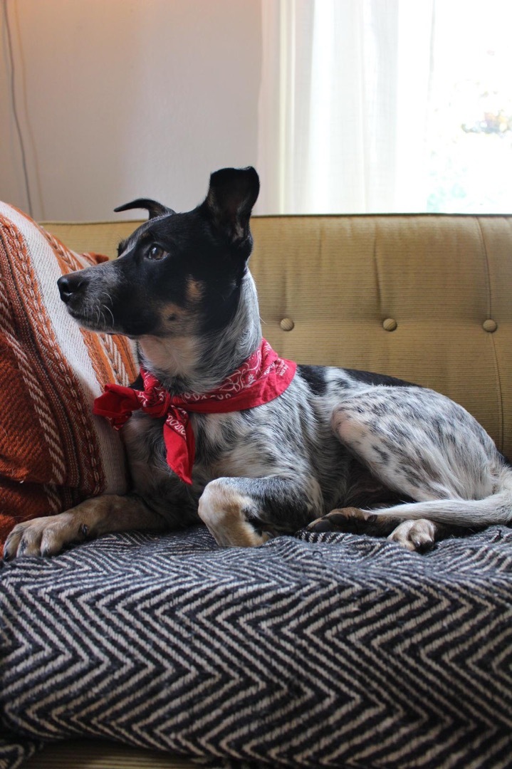 Enlarge Zeus, a Adopted mixed breed in West Linn, OR image 5/6