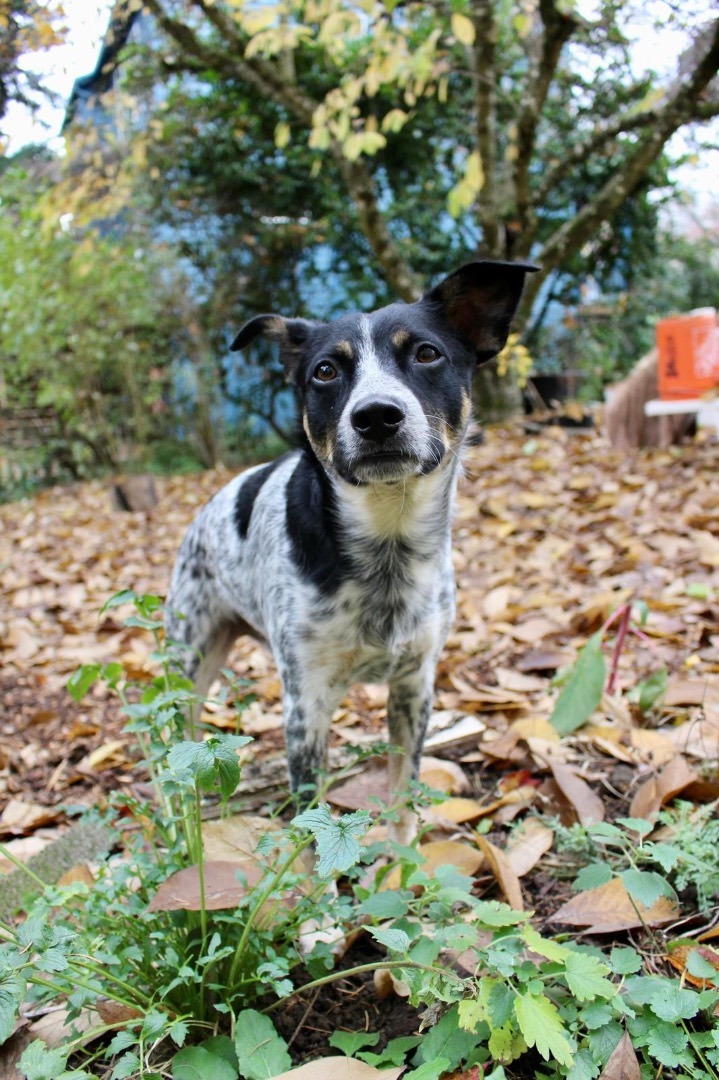 Enlarge Zeus, a Adopted mixed breed in West Linn, OR image 6/6
